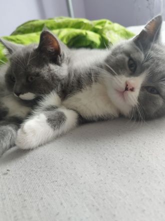 BKH Kitten abholbereit