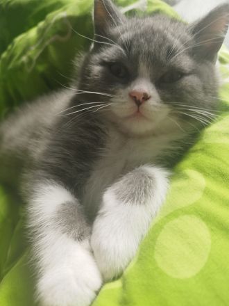 BKH Kitten abholbereit