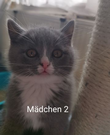 BKH Kitten abholbereit