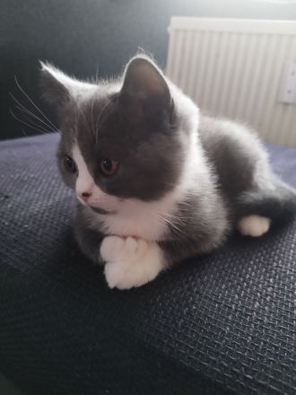 BKH Kitten abholbereit