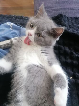 BKH Kitten abholbereit