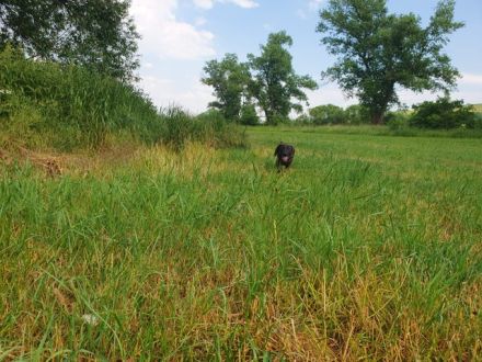 Hannoversche Schweißhund Hündin Welpe