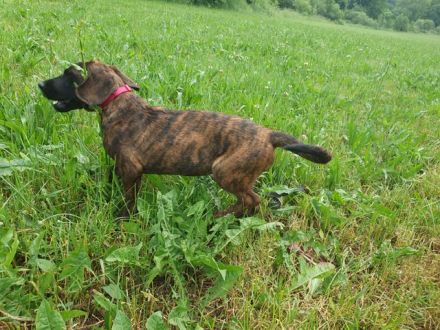 Hannoversche Schweißhund Hündin Welpe