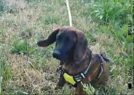 Hannoversche Schweißhund Hündin Welpe