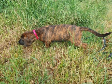 Hannoversche Schweißhund Hündin Welpe