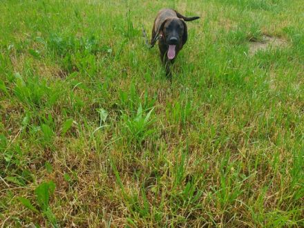 Hannoversche Schweißhund Hündin Welpe