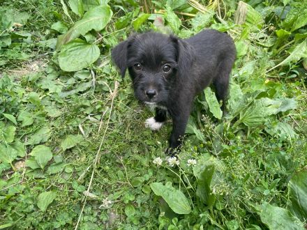 Border Collie Mix Welpen