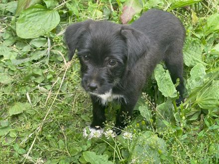 Border Collie Mix Welpen