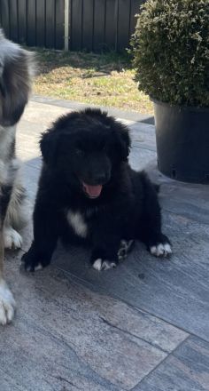 Reinrassiger Australian Shepherd Welpe Black Bi Rüde