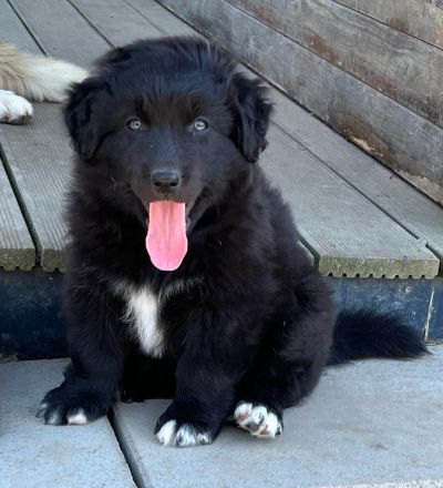 Reinrassiger Australian Shepherd Welpe Black Bi Rüde