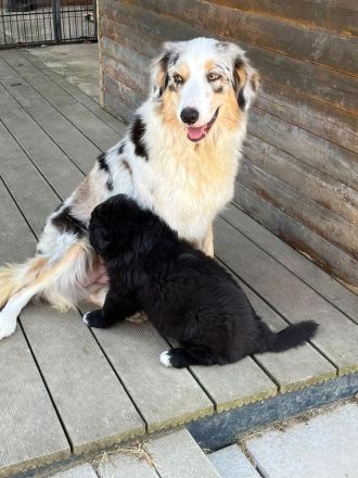 Reinrassiger Australian Shepherd Welpe Black Bi Rüde