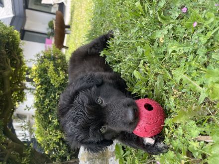 Reinrassiger Australian Shepherd Welpe Black Bi Rüde