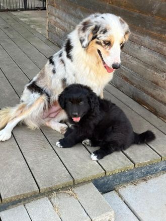 Reinrassiger Australian Shepherd Welpe Black Bi Rüde