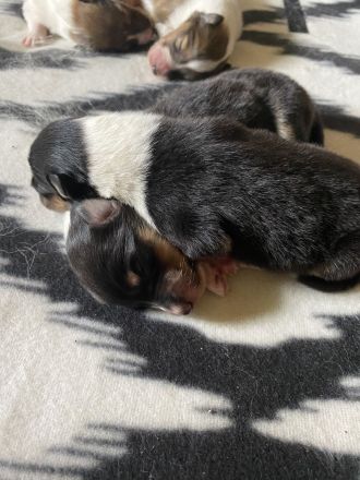 Collie Welpen 13.06.2023