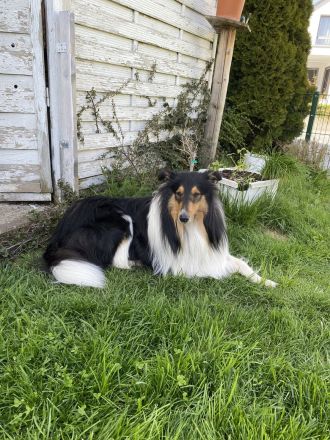 Collie Welpen 13.06.2023