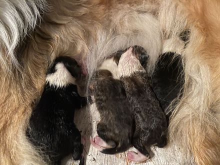 Collie Welpen 13.06.2023