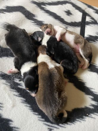 Collie Welpen 13.06.2023