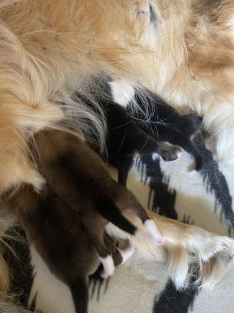 Collie Welpen 13.06.2023