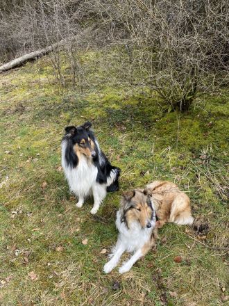 Collie Welpen 13.06.2023