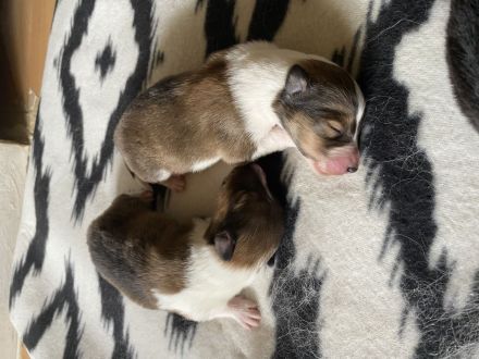 Collie Welpen 13.06.2023