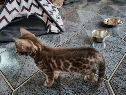 Sepia Doppel-Charcoal Bengal Kater Kitten mit Papieren, trägt blue