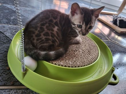 Sepia Doppel-Charcoal Bengal Kater Kitten mit Papieren, trägt blue