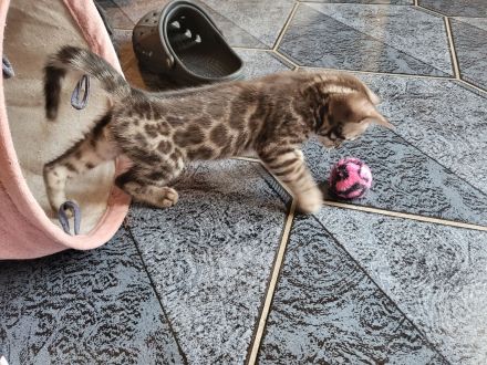 Sepia Doppel-Charcoal Bengal Kater Kitten mit Papieren, trägt blue