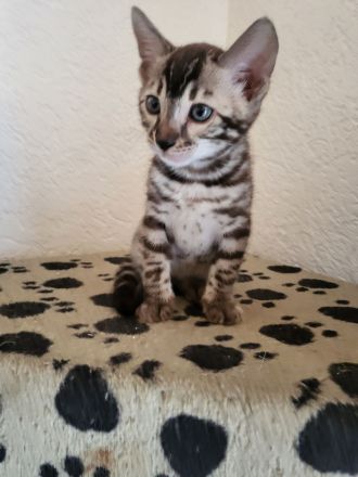 Sepia Doppel-Charcoal Bengal Kater Kitten mit Papieren, trägt blue