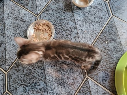 Sepia Doppel-Charcoal Bengal Kater Kitten mit Papieren, trägt blue