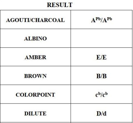 Sepia Doppel-Charcoal Bengal Kater Kitten mit Papieren, trägt blue