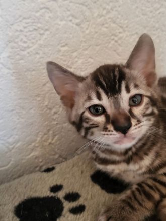 Sepia Doppel-Charcoal Bengal Kater Kitten mit Papieren, trägt blue