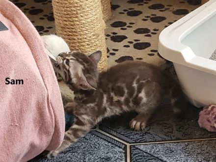 Sepia Doppel-Charcoal Bengal Kater Kitten mit Papieren, trägt blue