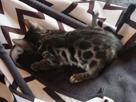 Brown Black Doppel-Charcoal Bengal Kater mit Papieren Kitten trägt Lynx