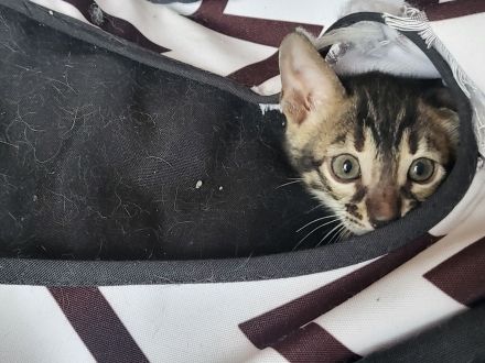 Brown Black Doppel-Charcoal Bengal Kater mit Papieren Kitten trägt Lynx