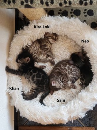 Brown Black Doppel-Charcoal Bengal Kater mit Papieren Kitten trägt Lynx