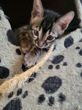 Brown Black Doppel-Charcoal Bengal Kater mit Papieren Kitten trägt Lynx