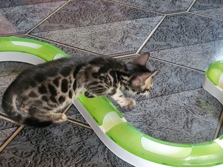 Brown Black Doppel-Charcoal Bengal Kater mit Papieren Kitten trägt Lynx