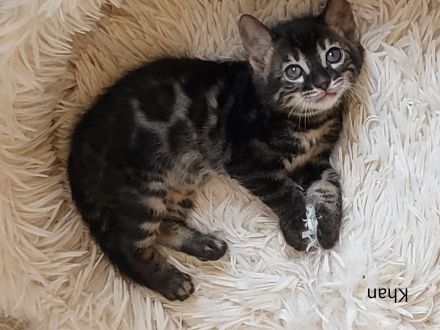 Brown Black Charcoal Bengal Kater Kitten mit Papieren trägt blue & sepia