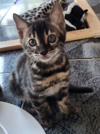 Brown Black Charcoal Bengal Kater Kitten mit Papieren trägt blue & sepia