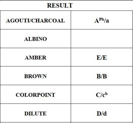 Brown Black Charcoal Bengal Kater Kitten mit Papieren trägt blue & sepia