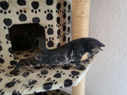 Brown Black Charcoal Bengal Kater Kitten mit Papieren trägt blue & sepia