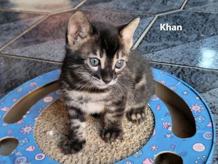 Brown Black Charcoal Bengal Kater Kitten mit Papieren trägt blue & sepia