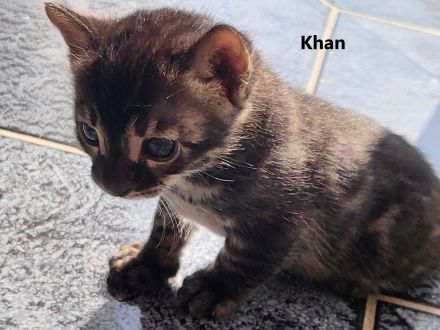 Brown Black Charcoal Bengal Kater Kitten mit Papieren trägt blue & sepia