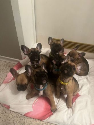 Französische Bulldogge