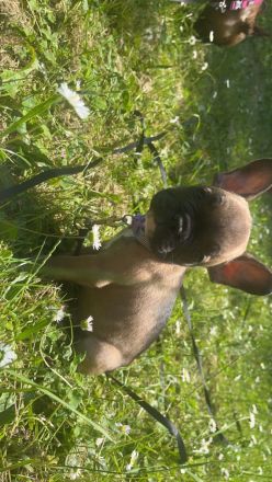 Französische Bulldogge