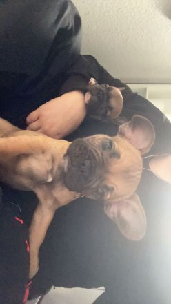 Französische Bulldogge