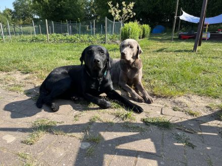 Labrador Welpen grau/schwarz