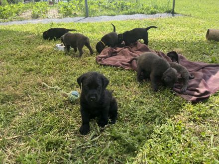 Labrador Welpen grau/schwarz