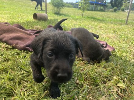 Labrador Welpen grau/schwarz
