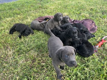 Labrador Welpen grau/schwarz